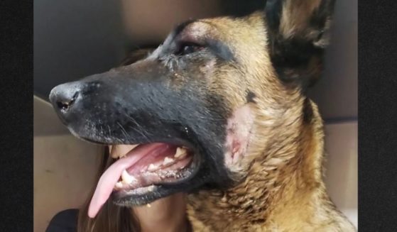 Eva, a 2-year-old Belgian Malinois, is recovering after fighting a mountain lion to save her owner.