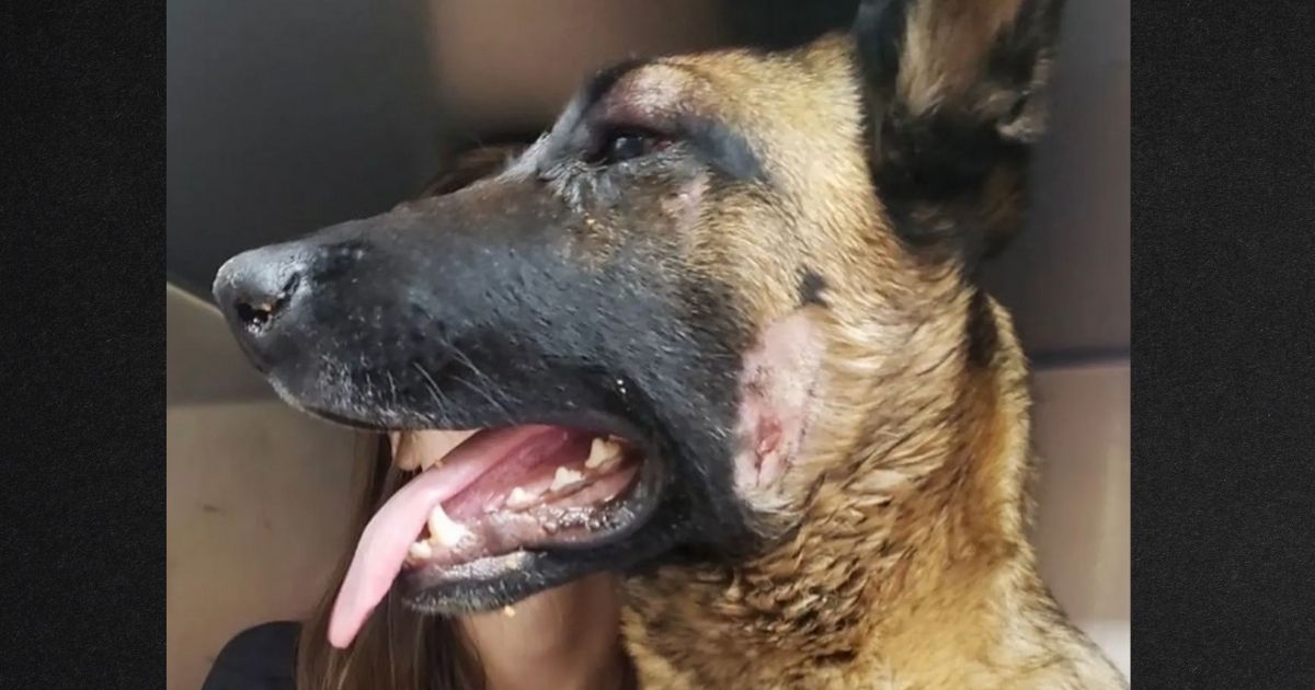 Eva, a 2-year-old Belgian Malinois, is recovering after fighting a mountain lion to save her owner.