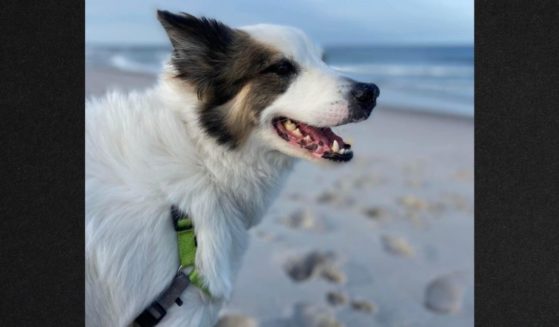 Wilder, a border collie - Australian shepherd mix, was in Samantha Fullam's car when it was stolen Saturday in York, Pennsylvania. The car has been recovered but the dog is still missing.