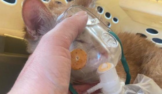 One of the kittens that was recovered receives oxygen.