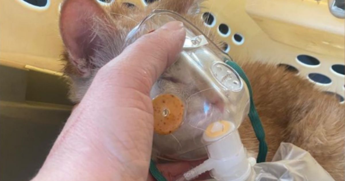 One of the kittens that was recovered receives oxygen.