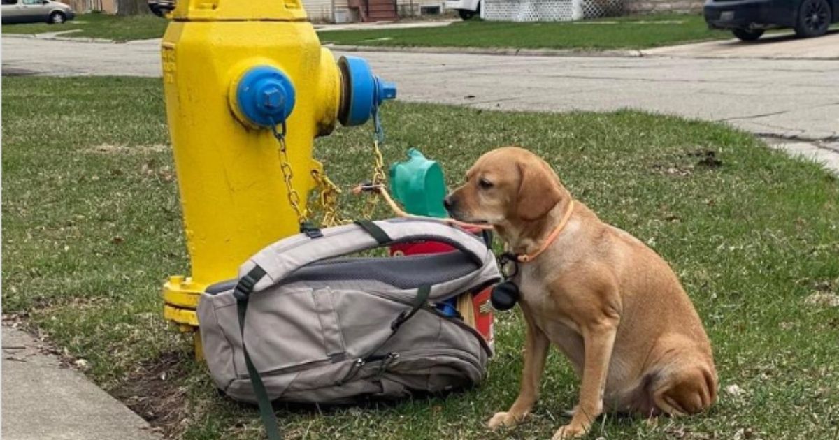 'Baby Girl' was left tied to a fire hydrant in Green Bay, Wisconsin, on Monday.