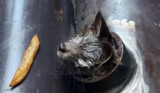 A baby fox is stuck in a pipe at a construction site near Oracle Park in San Francisco last week. A security guard tried to coax the fox out with a French fry before a construction crew realized the animal was stuck.