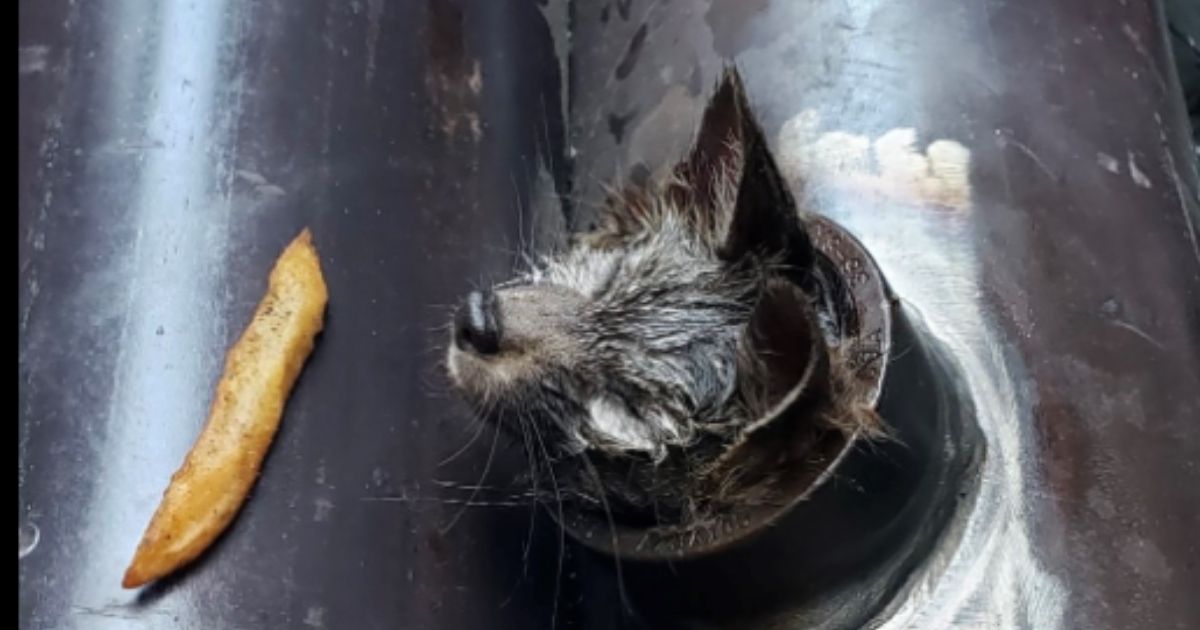 A baby fox is stuck in a pipe at a construction site near Oracle Park in San Francisco last week. A security guard tried to coax the fox out with a French fry before a construction crew realized the animal was stuck.