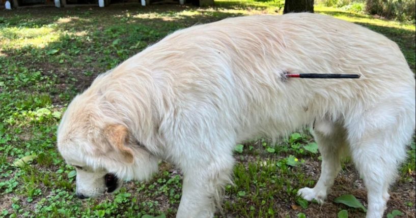 Disabled veteran Billy Morris says he thinks his dog, Cotton, was shot with an arrow on purpose as he roamed on his Alabama farm. Cotton is recovering.