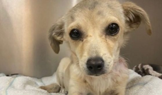 This 4-month-old Chihuahua is recovering after being shot with an arrow through its neck on Wednesday in Desert Hot Springs, California. Authorities are looking for the perpetrator.