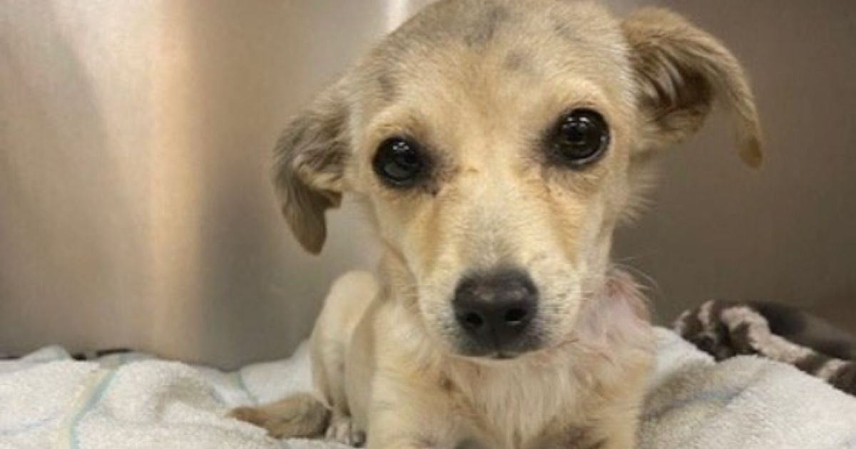 This 4-month-old Chihuahua is recovering after being shot with an arrow through its neck on Wednesday in Desert Hot Springs, California. Authorities are looking for the perpetrator.