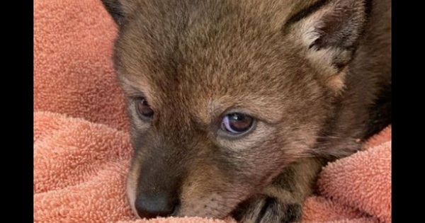 At the end of April, a family found a coyote on the side of the road and mistook it for a dog.