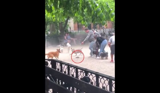 Dog owners had a canine commotion on their hands when a rat decided to stroll through a New York City dog park.