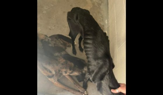 Eighteen dogs and five cats were seized from a home in Kingsland, Texas, on Sunday.