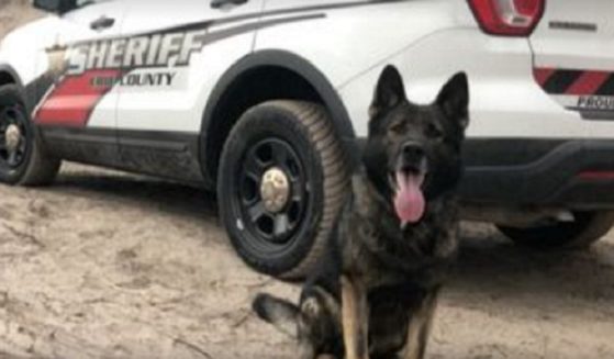 Haso, a German shepherd who was retired from the K9 unit of the Erie County, New York, Sheriff's Office, was found dead on Friday, April 29. A criminal investigation is underway.