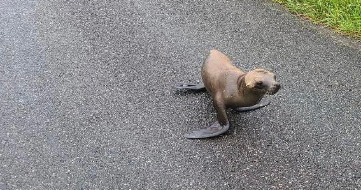A seal pup was found on the side of a road in Loleta, California, on May 28.