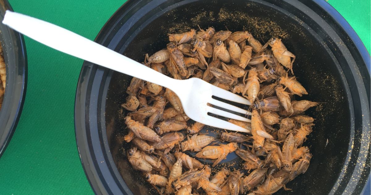 A new manufacturing plan in Canada plans to produce 9,000 metric tons of crickets per year for human and pet consumption.