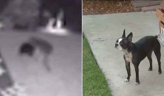 When the family checked their surveillance video, they saw a coyote had their Boston terrier by the neck before being scared away.