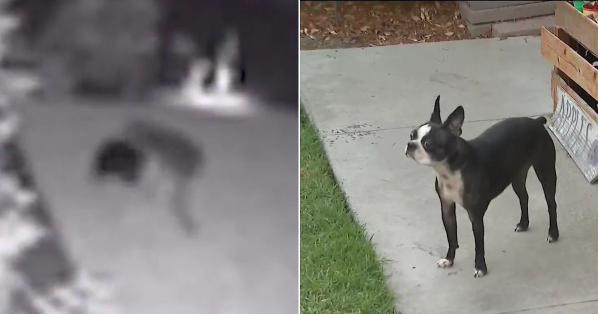 When the family checked their surveillance video, they saw a coyote had their Boston terrier by the neck before being scared away.