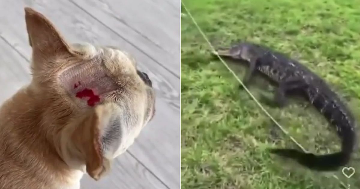 The dog had a bite wound to the head, left. The alligator was captured and relocated to a wildlife sanctuary.