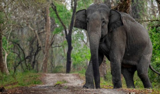 A wild elephant is seen at India's Kaziranga National Park in the northeastern state of Assam, India, in this file photo from March 2022. Elephants kill at least 100 people per year in India, and sometimes as many as 300 per year.