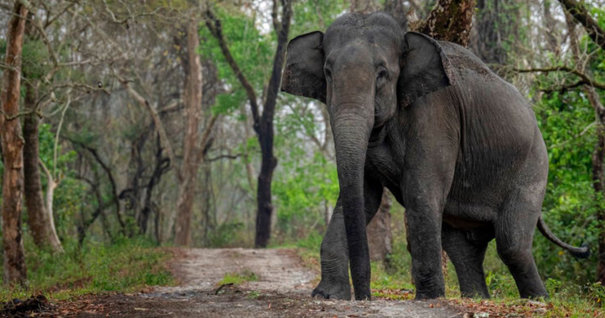 A wild elephant is seen at India's Kaziranga National Park in the northeastern state of Assam, India, in this file photo from March 2022. Elephants kill at least 100 people per year in India, and sometimes as many as 300 per year.