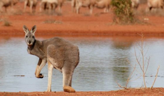 A kangaroo stands next to a waterhole in White Cliffs, New South Wales, on July 19, 2002.