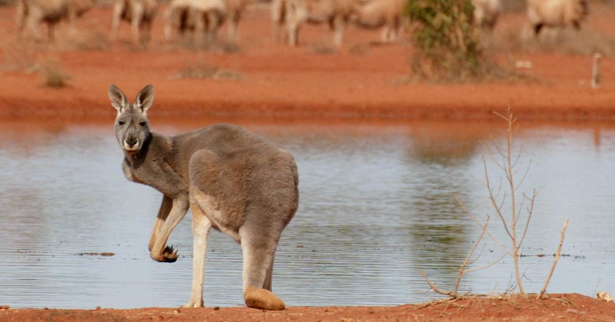 A kangaroo stands next to a waterhole in White Cliffs, New South Wales, on July 19, 2002.