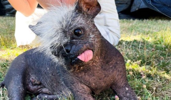 Mr. Happy Face was voted the "World's Ugliest Dog" in Petaluma, California.
