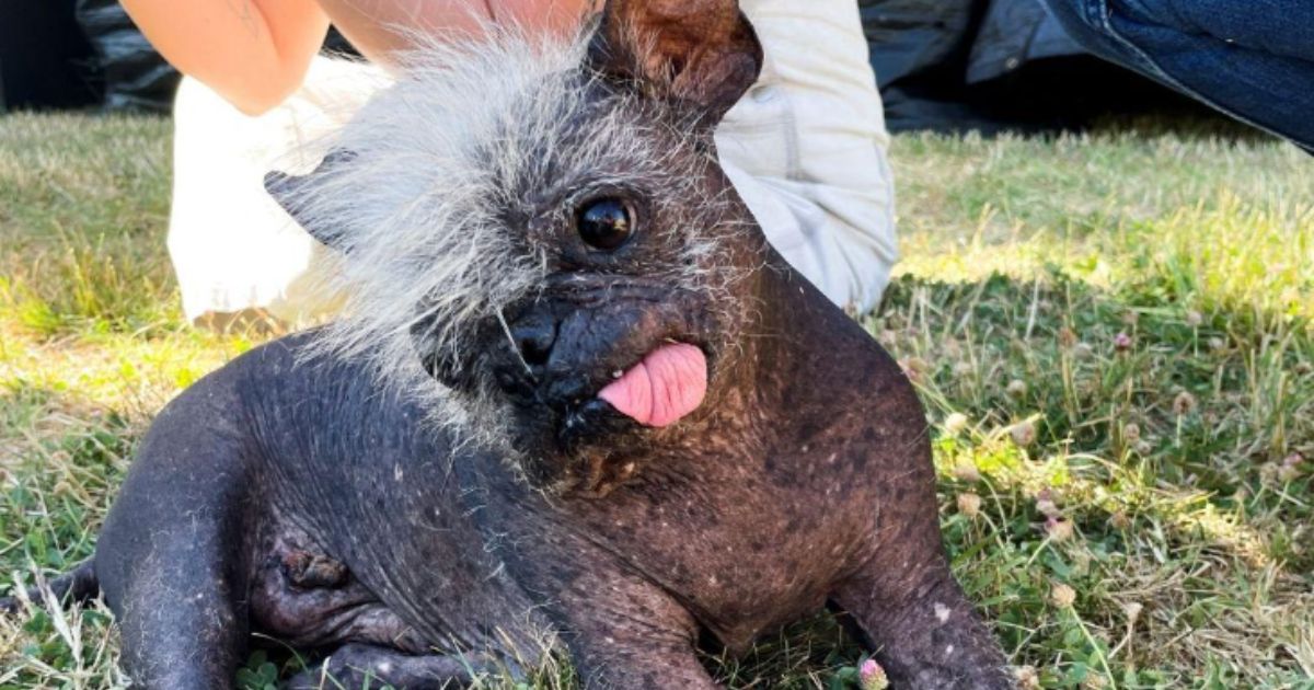 Mr. Happy Face was voted the "World's Ugliest Dog" in Petaluma, California.