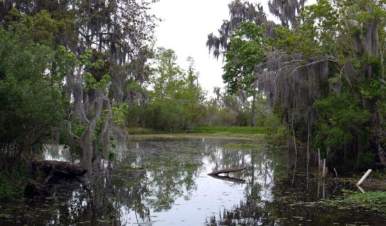 This photo shows a swampy area, which does have alligators living in it.