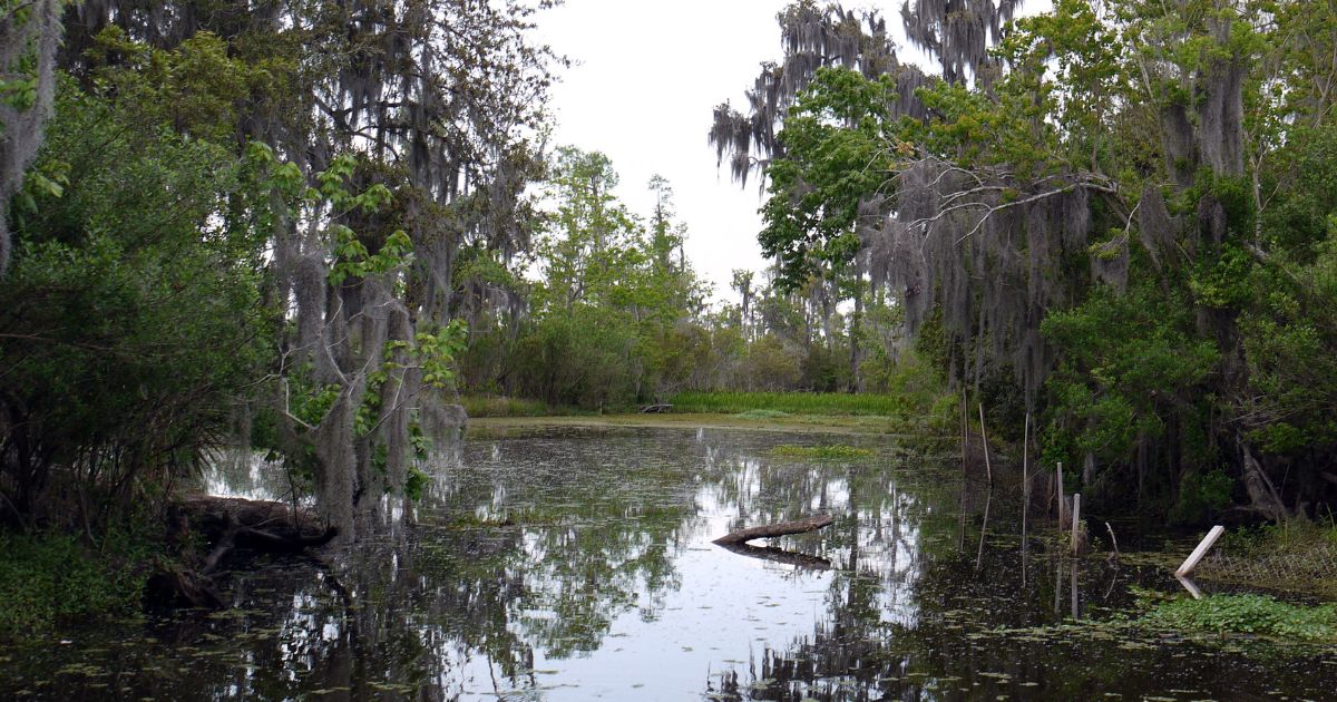 This photo shows a swampy area, which does have alligators living in it.
