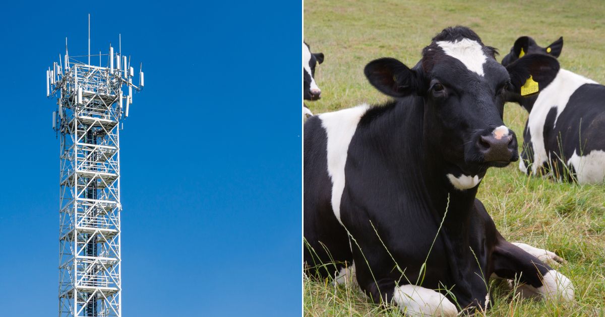 A cell phone tower with 4G and 5G capability, left. Holstein cow, right.