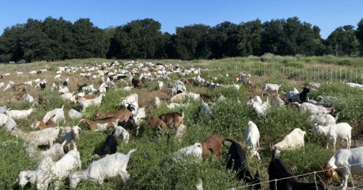 The city of West Sacramento, California, rented 400 goats this past spring to eat weeds, tall grass and other vegetation in places that could be flammable.
