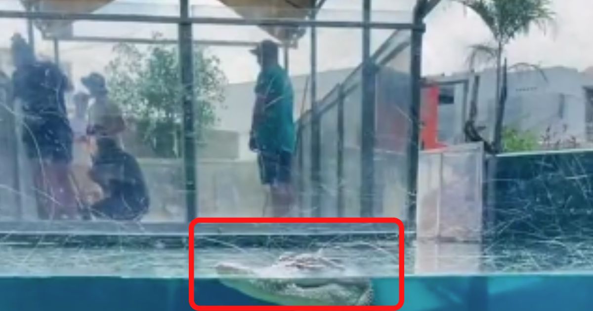 A video that's been viewed millions of times on Twitter shows an alligator peacefully coasting along through a pool.