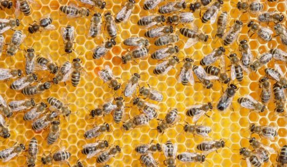 In this stock images bees on honeycomb are seen.