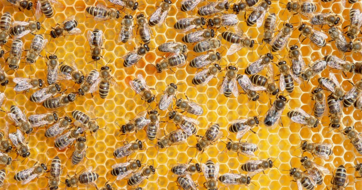 In this stock images bees on honeycomb are seen.