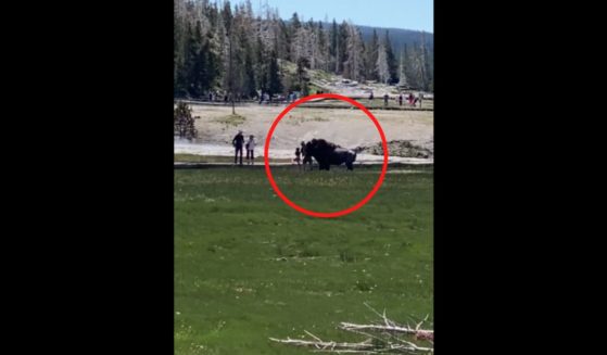 One family visiting Yellowstone National Park got a little too close to a bison and paid a heavy price.