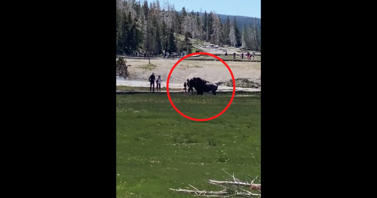 One family visiting Yellowstone National Park got a little too close to a bison and paid a heavy price.