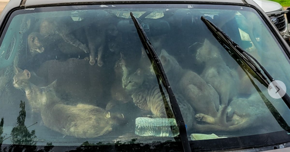 Forty-seven cats were rescued from a car in Harris, Minnesota, on Tuesday.