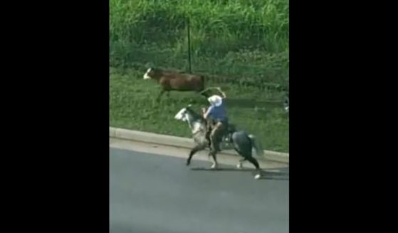 Real-life cowboys wrangled a cow that had gotten loose on an Oklahoma highway on Monday.