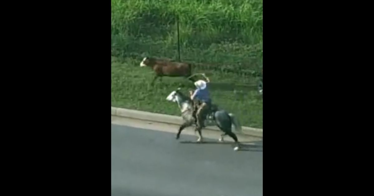 Real-life cowboys wrangled a cow that had gotten loose on an Oklahoma highway on Monday.