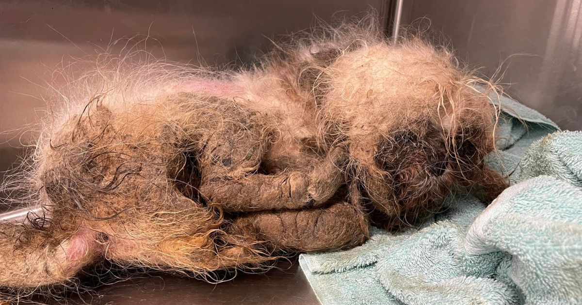 Parker the Shih Tzu was left at a Florida humane society on June 8 in terrible condition.