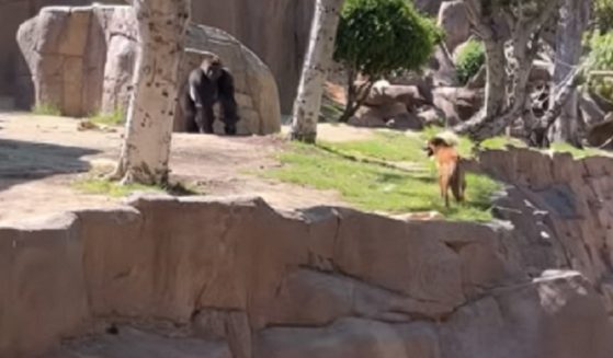 A stray dog confronts a gorilla Saturday a the San Diego Zoo Safari Park.
