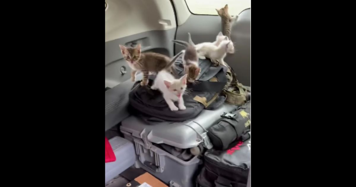 Robert Brantley was in for a surprise when he stopped to rescue a kitten on the side of the road.