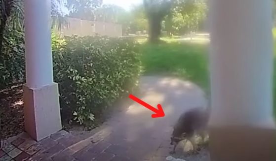 A raccoon chased a Florida woman and her dog into her house.