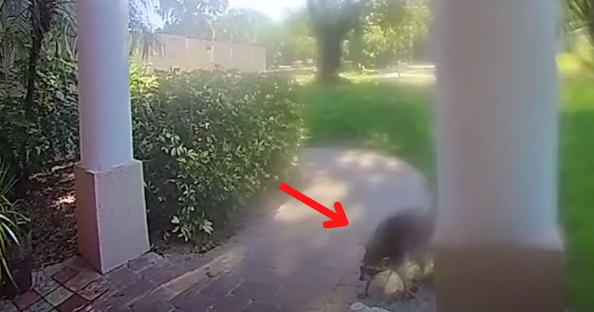 A raccoon chased a Florida woman and her dog into her house.