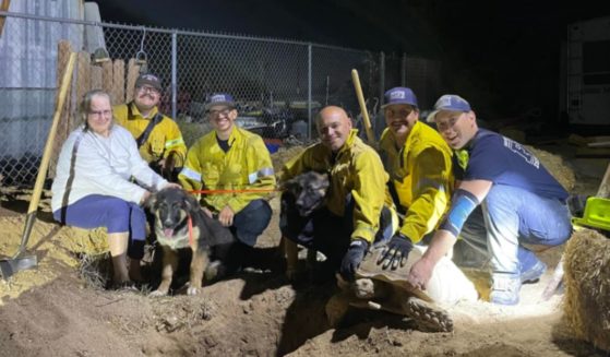 San Bernardino County Fire had to save two pups after a tortoise blocked their exit on June 19.