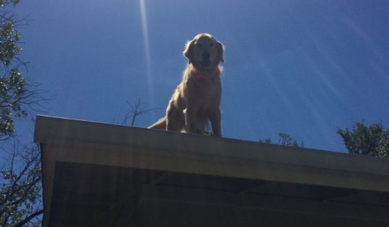 Huckleberry the golden retriever has become a local celebrity for perching on the roof of his home in Austin, Texas.
