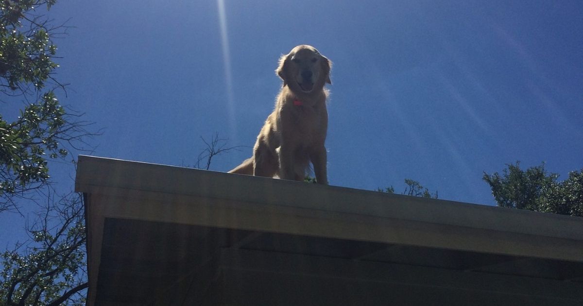 Huckleberry the golden retriever has become a local celebrity for perching on the roof of his home in Austin, Texas.