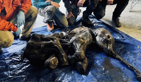 Gold miners in Canada's Yukon province discovered a mummified and largely intact body of a baby woolly mammoth on Tuesday.