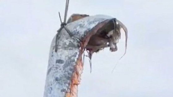 A group of fishermen in Chile caught a 16-foot-long oarfish.