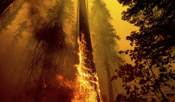 a tree on fire