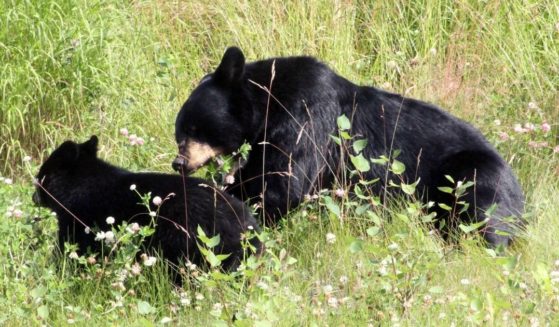A black bear and cub share a spot in tall grass off a road within Joint Base Elmendorf-Richardson in Anchorage, Alaska, in a file photo from 2017. Wilflife officials shot four black bears this week at a homeless encampment bordering the base because they were breaking into tents searching for food.